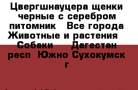 Цвергшнауцера щенки черные с серебром питомник - Все города Животные и растения » Собаки   . Дагестан респ.,Южно-Сухокумск г.